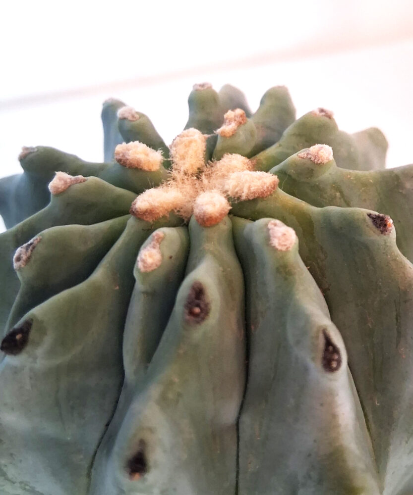 Ferocactus glaucescens inermis - Imagen 3