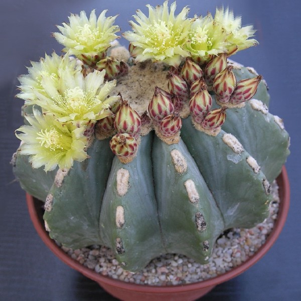 Ferocactus glaucescens inermis - Imagen 4