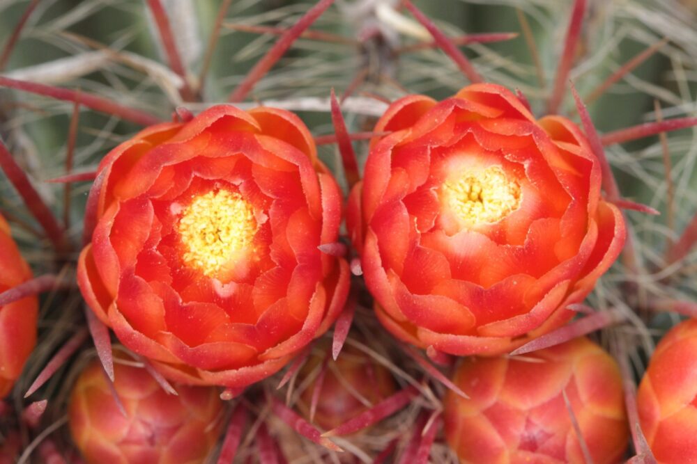 Ferocactus stainesii - Imagen 4
