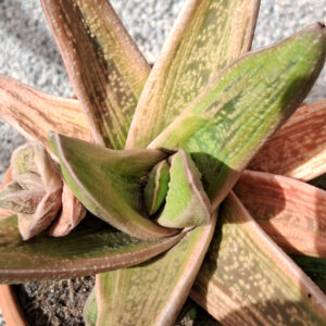 Gasteria 'Little warty'