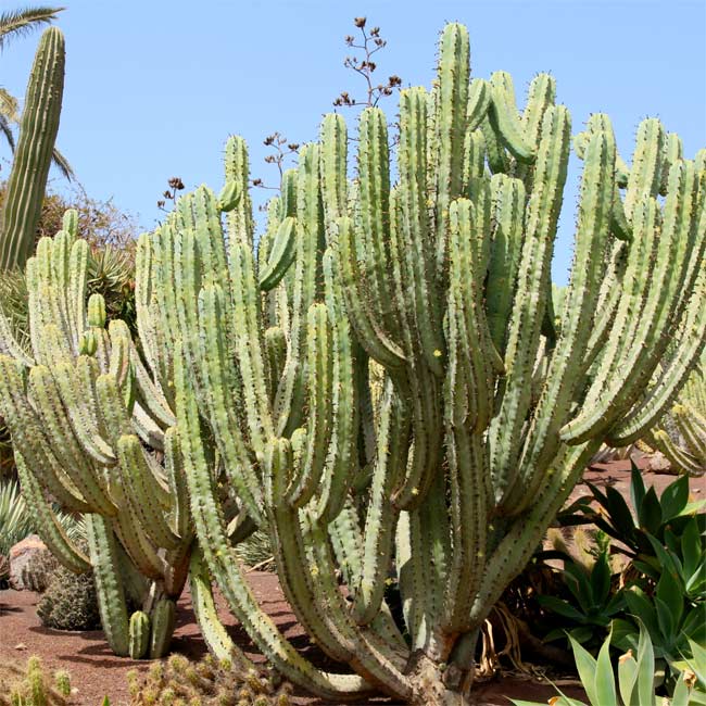 Myrtillocactus geometrizans - Imagen 5