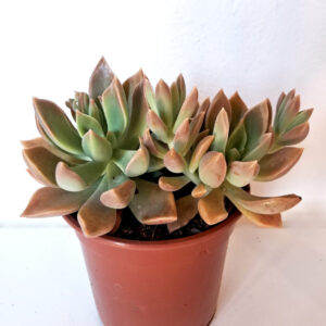 Graptopetalum paraguayense