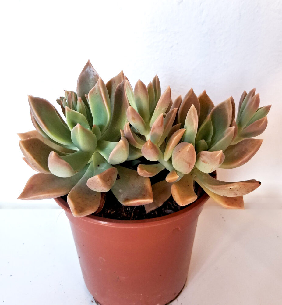 Graptopetalum paraguayense