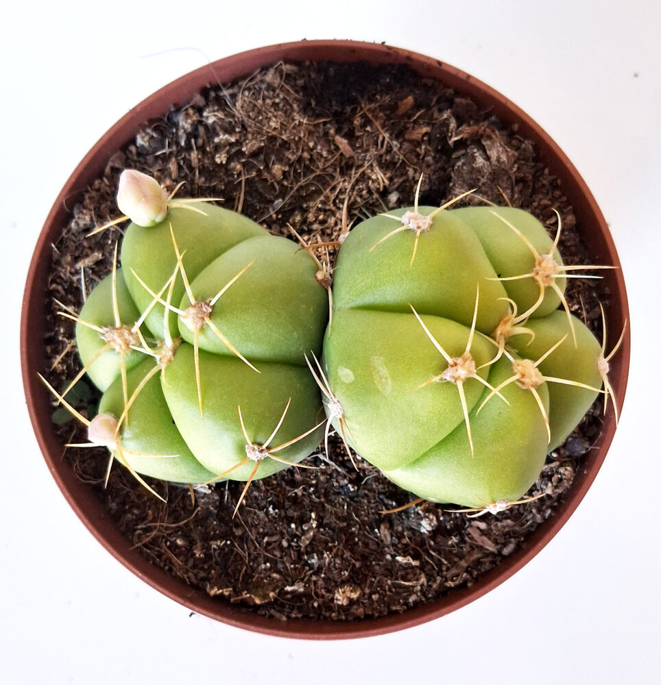 Gymnocalycium horstii - Imagen 2