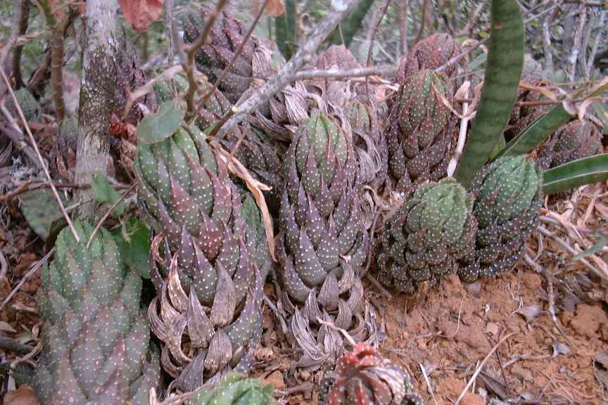 Haworthia reinwardtii - Imagen 4