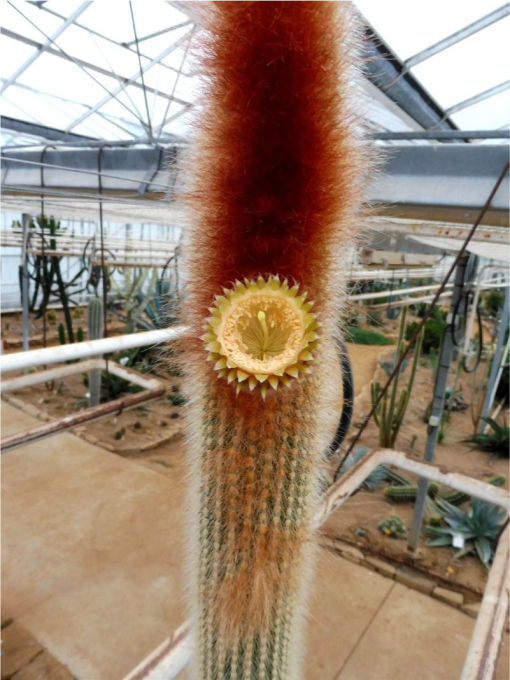 Vatricania guentheri - Imagen 3