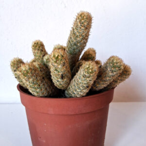 Mammillaria elongata