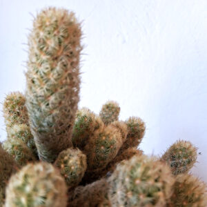 Mammillaria elongata