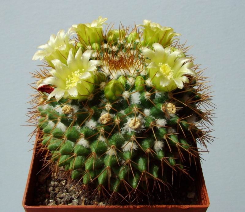 Mammillaria marksiana - Imagen 4