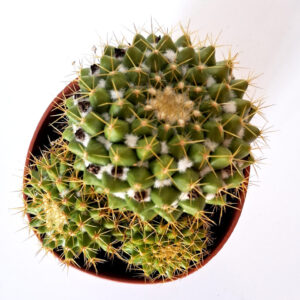 Mammillaria marksiana