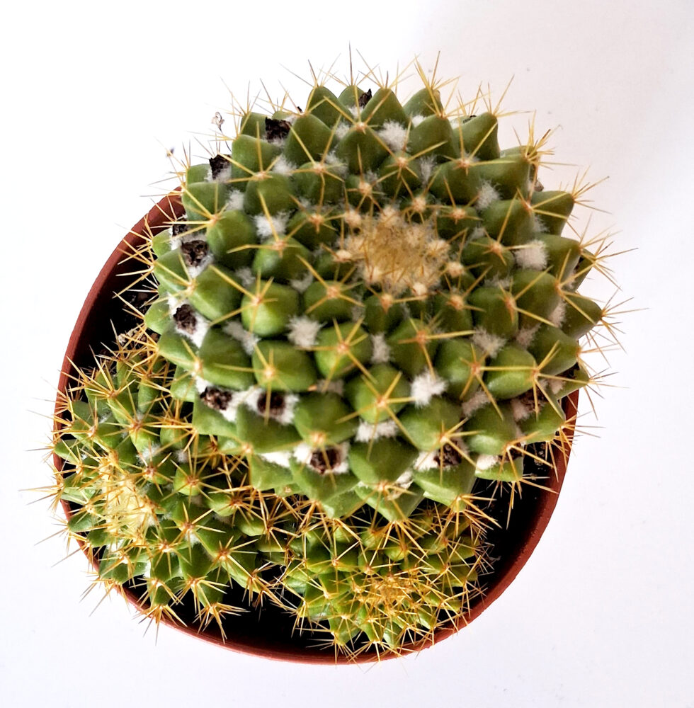 Mammillaria marksiana - Imagen 2