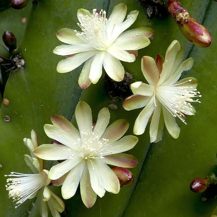 Myrtillocactus geometrizans - Imagen 4