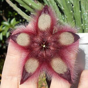 Stapelia hirsuta