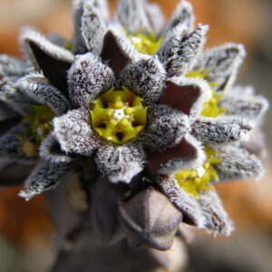 Caralluma burchardii