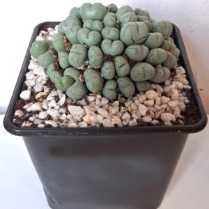 Conophytum meyeri