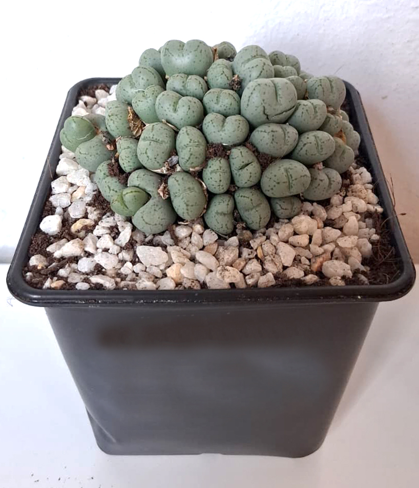 Conophytum meyeri