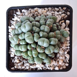 Conophytum meyeri