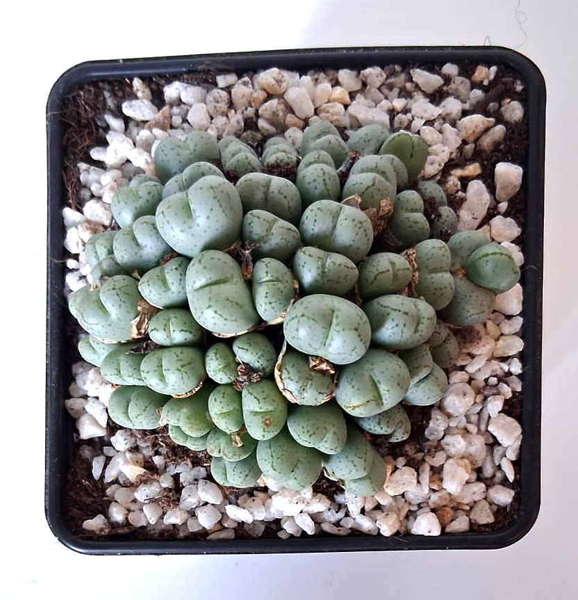 Conophytum meyeri - Imagen 2
