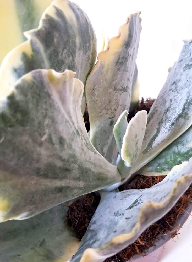 Cotyledon orbiculata var. mucronata variegata - Imagen 4