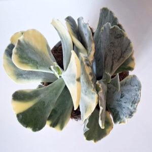 Cotyledon orbiculata var. mucronata variegata