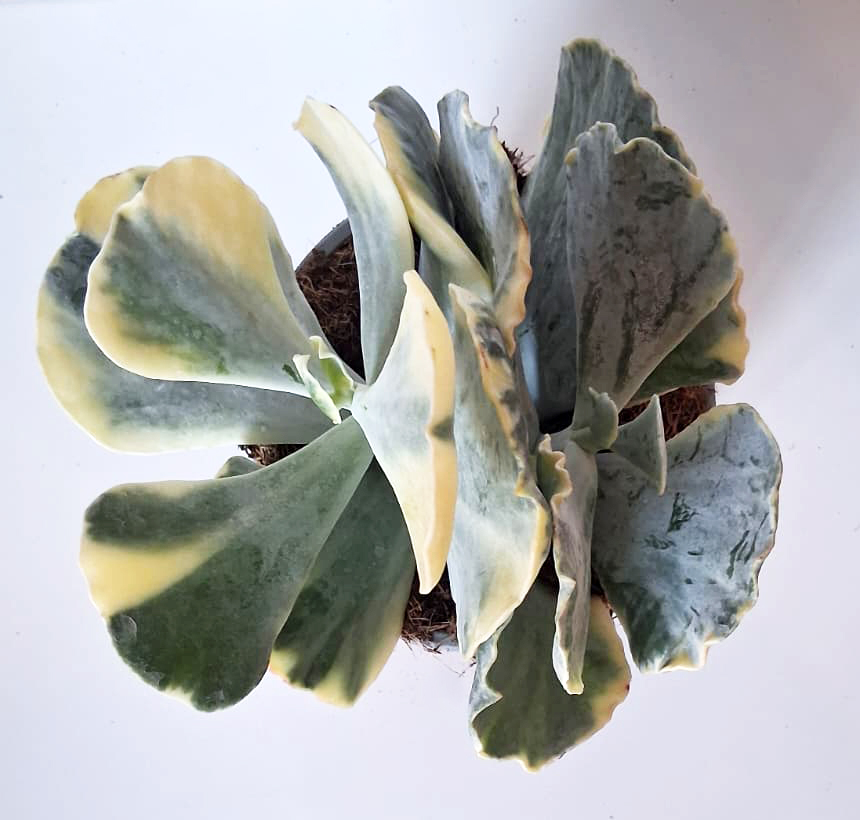 Cotyledon orbiculata var. mucronata variegata - Imagen 2