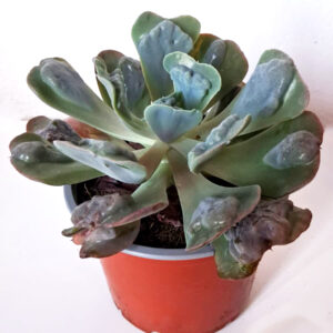 Echeveria Heart’s Delight