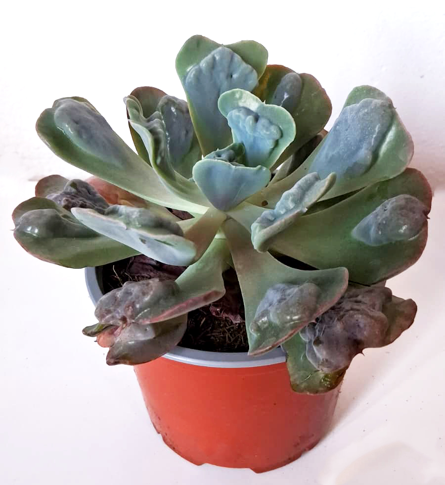 Echeveria Heart’s Delight - Imagen 2