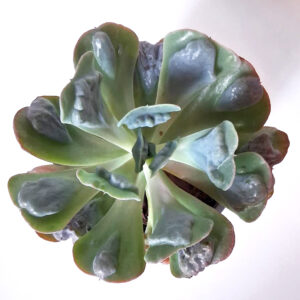 Echeveria Heart’s Delight
