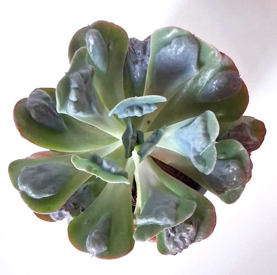 Echeveria Heart’s Delight