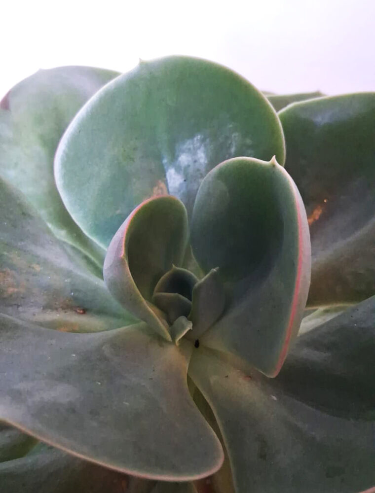 Echeveria mandala - Imagen 3