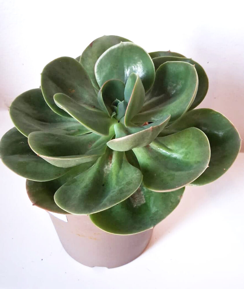 Echeveria mandala - Imagen 2