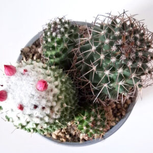 Mammillaria polythele