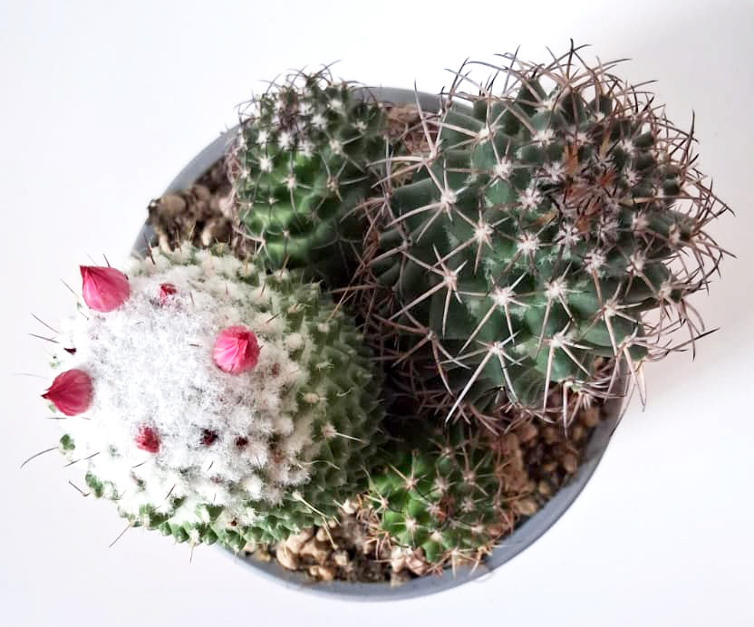 Mammillaria polythele - Imagen 2