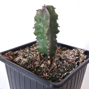 Caralluma burchardii