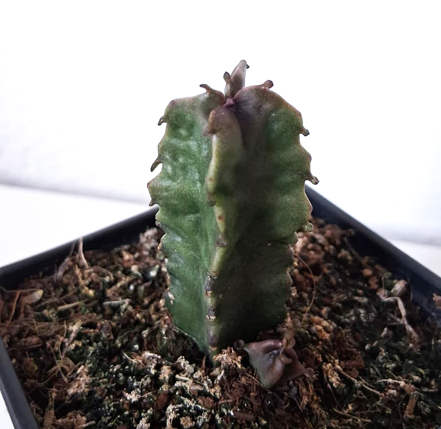 Caralluma burchardii - Imagen 3