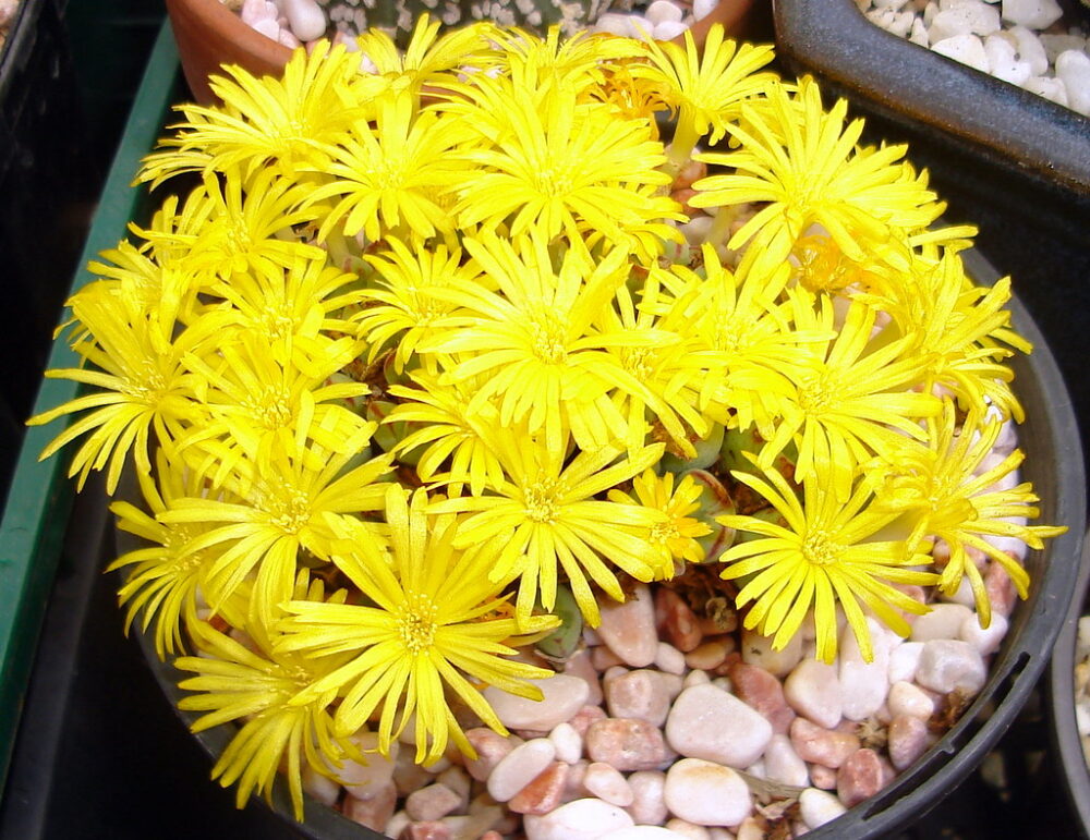 Conophytum meyeri - Imagen 4