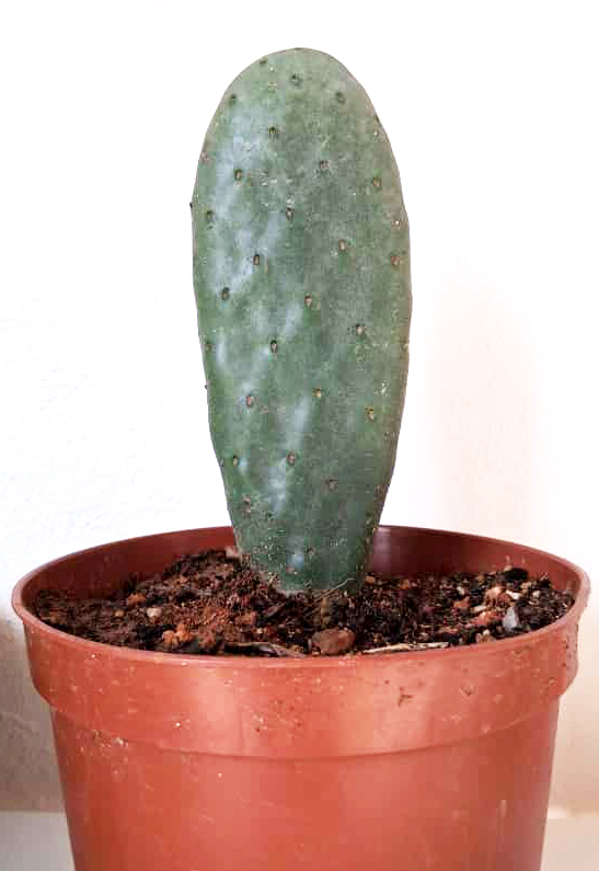 Opuntia titania
