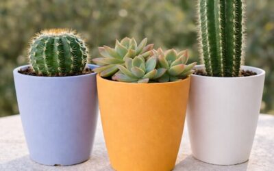 Macetas y cubremacetas