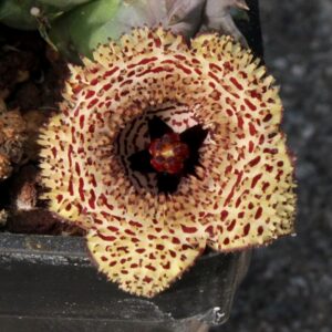Huernia hystrix subs. parvula