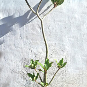 Adenium obesum