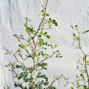 Bursera microphylla