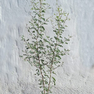 Bursera microphylla