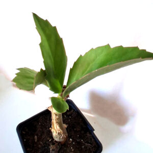 Cyphostemma juttae