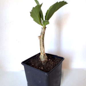 Cyphostemma juttae