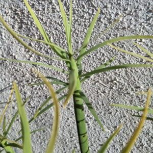 Euphorbia lamarckii