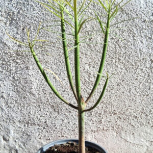 Euphorbia lamarckii