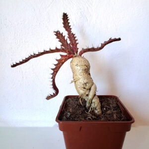 Euphorbia stellata