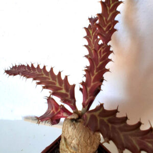 Euphorbia stellata