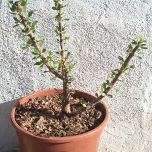 Fouquieria diguetii