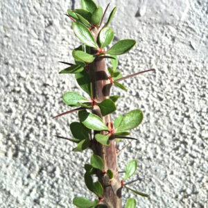 Fouquieria diguetii